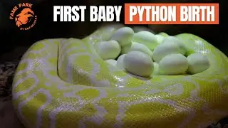 Baby Python Egg-Laying at Famepark (MUST SEE)