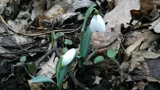 Campanillas de Invierno(3). Galanthus nivalis. Galanto.