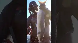 Moulin qui siffle sur un gros Muge 🔥#chassesousmarine #spearfishing #p&ecirc;che #epsealon #pesca #ocean