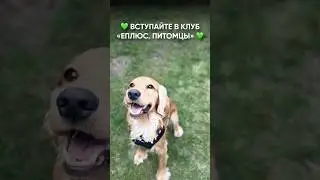 Хотите узнать, как получить 3 пауча влажного корма всего по 2 копейки?