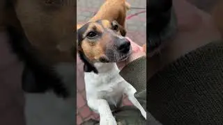Ninka szuka domku [dowiedz się o niej więcej na FB @FundacjaRAP]