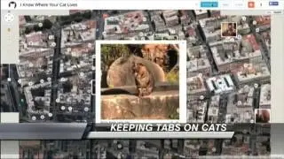 Cat Website Shows Dangers of Photo Sharing Online