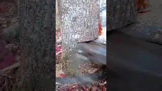 Mountain Tree Cutting Machine in Action &ndash; Modern Technology Redefining Forestry!