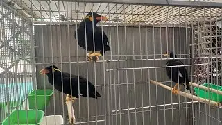 Talking Hill Myna Bird with Sound Effects | Relaxing Bird ASMR