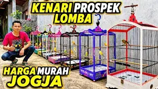 KENARI PROSPEK LOMBA‼️Harga MURAH banyak PILIHAN....