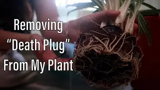 Removing Death Plug From My Plant