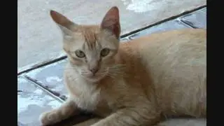 Waveclaw and Leafpaw-Leafclaw