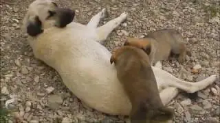 Katis Tierbaby Mix aus Odrintsi 2018 // Funny Animal Mix from Kati // Lustiges aus Odrintsi