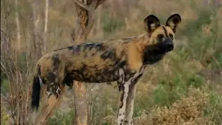 Beautiful Moment: Hyena Mom Feeding Her Babies