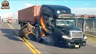 Shocking Car Crashes & Animal Collisions &ndash; When Animals Go On A Rampage Caught on Camera