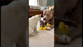#funny#viral#animal #viral #trending #short