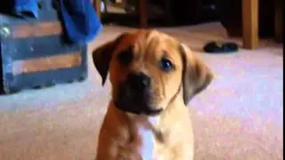 Our new Mastador