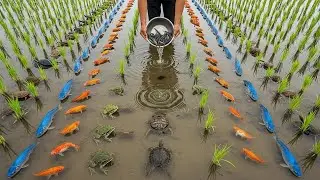 Real Aquatic Wildlife in Rice Paddies &mdash; Fish Splashing & Frogs in Hand
