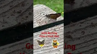Good Morning Butterfly Like and Subscribe#beautiful #butterfly #butterflies #music #nature #cute
