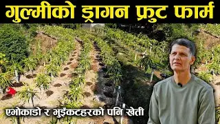 १९ वर्ष दुबई बसेका गुल्मीका पाण्डे अन्ततः गाउँ फर्किएर फलफुल खेतीमा लागे - Fruit Farming in Gulmi