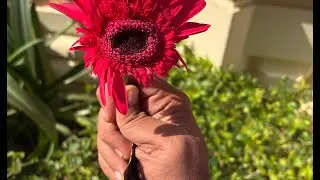 ⛰️05 Feb 2026 Divine Afternoon In 🦚 Vrindavan Dham #livestream #ytindia #vrindavan #loves #beauty