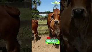 El Brahman Rojo en la regi&oacute;n Ucayali