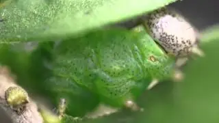 Macroscopic Solutions  