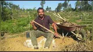 COMO FAZER O PLANTIO DAS FRAMBOESAS NEGRAS &bull; Fazenda Imperial