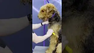 Airedale Terrier Hand Stripping #dog #terrier #handstrip
