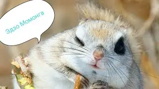 Эдзо Момонга