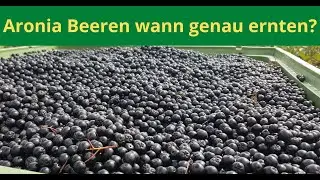 Wann Aronia Beeren ernten? Wann ist der richtige Zeitpunkt um Aronia Beeren zu ernten?