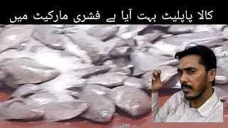 کالا پاپلیٹ بہت آیا ہے فشری مارکیٹ میں 