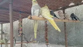 Como se comporta uma ave nova dentro do viveiro com outras aves?