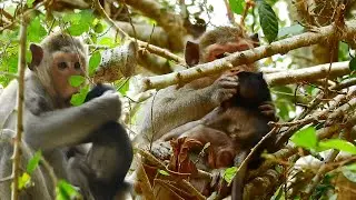 MILLION SAD BABY PEPPER SUPER CRY ANGRY TO MOM PIPER BITE SO STRONG ON THE TREE |