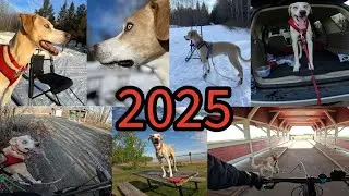 2025 Dog Powered Fun