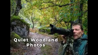 Woodland Photography: The Light, The Trees, The Rocks