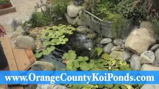 koi pond water plants installation orange county california