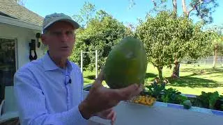 How To Cleanse Your Body With Fruit 7 To 10 Day Cleanse, Drink Plenty Of Water, NO MEAT