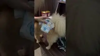 Putting Diaper to my Dog