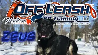 1yo German Shepherd (Zeus) Before & After | Best Dog Trainers Wisconsin