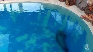 ΑΤΤΙΚΟ ΖΩΟΛΟΓΙΚΟ ΠΑΡΚΟ. ΑΘΗΝΑ. ATTICA ZOOLOGICAL PARK.