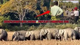 Wild Elephant Herd Blocks Village Road 😱 | Shocking Wildlife Moment