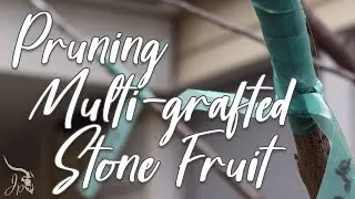 How to Prune a Multi-grafted Tree (stone fruit)
