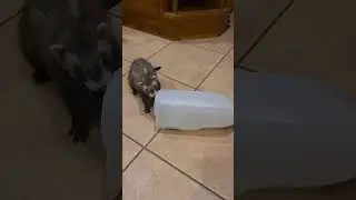 I think we don't need toy, just bottle of milk 😁🦦🦦🐾🐾❤️❤️ #shorts #ferret #animals #pet #shortvideos