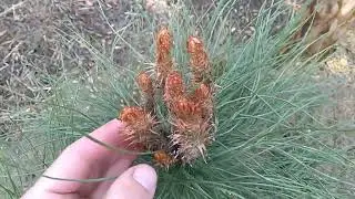 Coulter-Kiefer - Knospen im Fr&uuml;hling