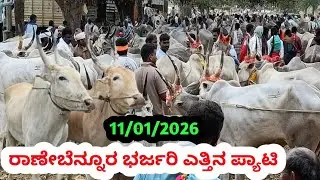 ರಾಣೇಬೆನ್ನೂರ್ ಎತ್ತಿನ ಪ್ಯಾಟಿ || Ranebennuru Bulls Market || ಪ್ರತಿ ಭಾನುವಾರ ಬೆಳಿಗ್ಗೆ 6ಕ್ಕೆ || #krushi 