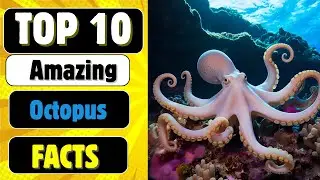 Octopus Knowledge Do You Really Have? Take This Quiz! #octopusfacts #marinebiology #oceanquiz