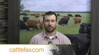 CattleFax Closing Bell: Ground Beef Drives the Market&ndash; July 11, 2025