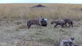 Social and ecological correlates of behavioral flexibility in spotted hyenas