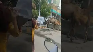 choburgi Ka Saath canal milk mil jata ha