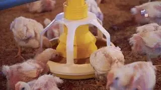 AgriStream TV - Sehat Dengan Ayam ASUH Eps. 5 (Final) - Daging Ayam Enak dan Kaya Gizi