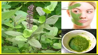 মাত্র ১ রাতে চেহারাকে ধবধবে ফর্সা করতে তুলসি পাতার এই প্যাকটি ১০০% কার্যকরী | How to Get Fair Skin