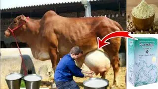गर्मी में गाय-भैंस का दूध बढ़ाने का देशी तरीका | Increase Milk Production Of Cow Buffalo in Summer