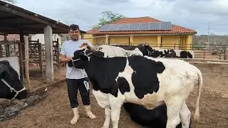 VAQUEIRO BEBETO TIRA LEITE DAS VACAS A BAIXA DO PREÇO DO LEITE FEZ ELE DIMINUIR A RAÇÃO DAS VACAS 