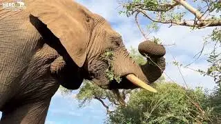 How to Identify Jabulani | The Older Brother of the Herd